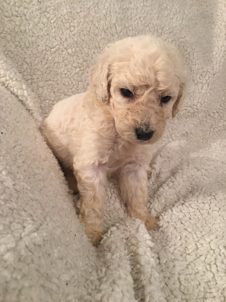 labradoodle f1b puppies for sale